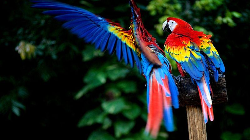 Schöne HD-Vogel-Hintergründe Macaw