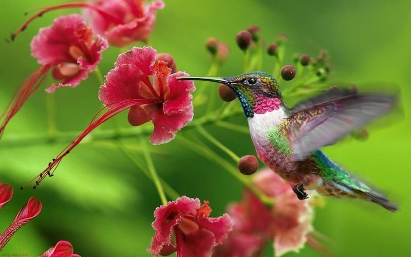 Schöne Hd Birds Wallpapers Kolibri
