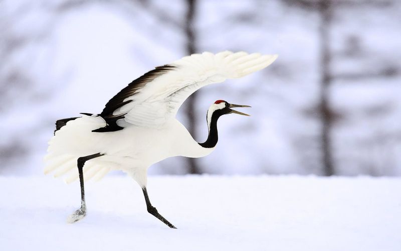 Schöne Hd-Vogel-Hintergründe White Crane