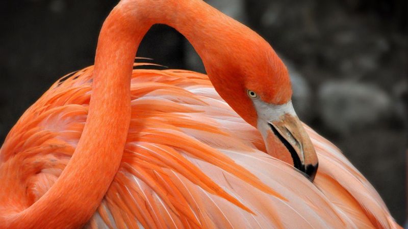 Schöne Hd-Vogel-Hintergründe Flamingo